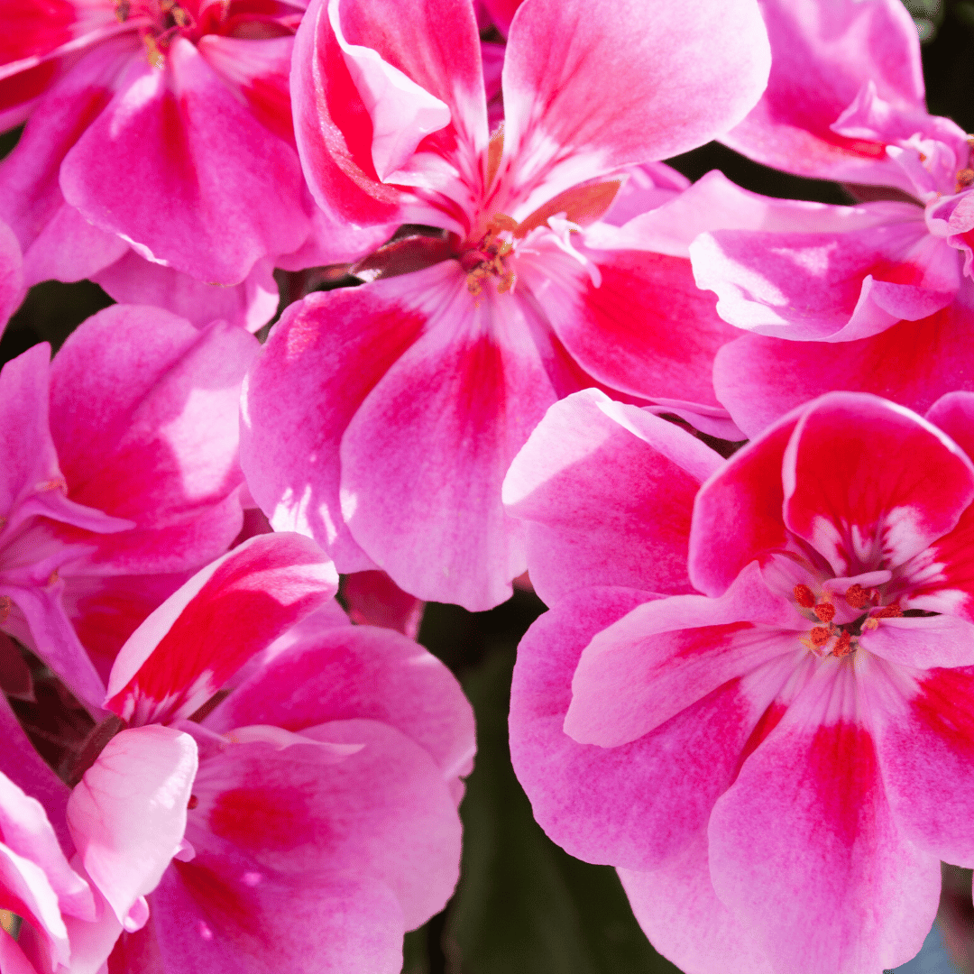 Organická pelargonie vonná